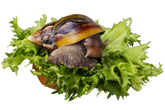the Achatina snail