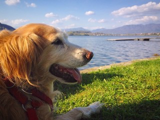 Happy dog in green grass