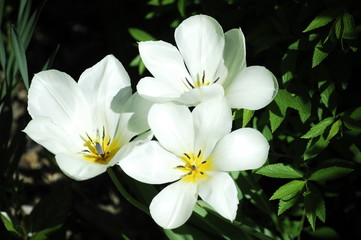 fleurs du printemps