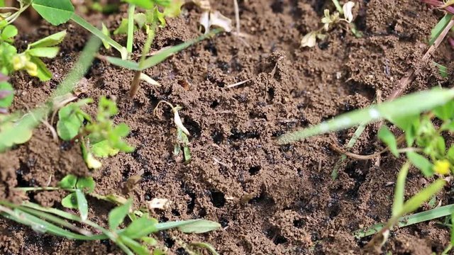 a colony with thousands of ants
