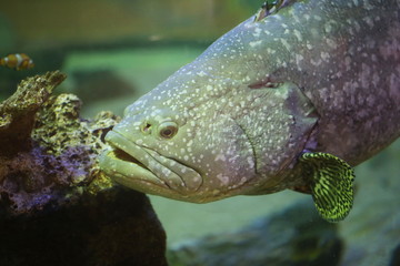 Naklejka na ściany i meble grouper fish