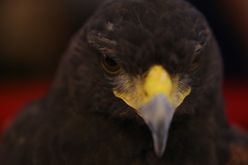 close up brown eagle eye