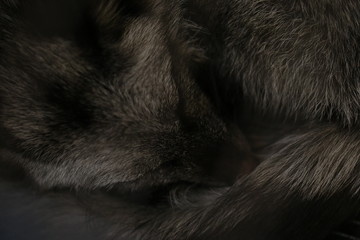 sleeping black fox