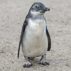 Portrait of a small african penguin at sand, Germany