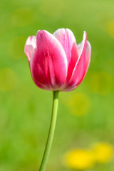 Naklejka premium Pinke Tulpe