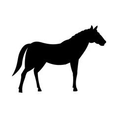 Wild horse silhouette