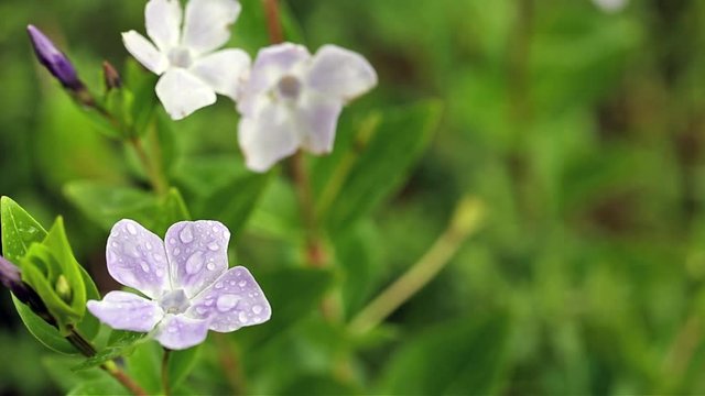 Vinca difformis Ruby Baker wild flower on a rainy day and a green background