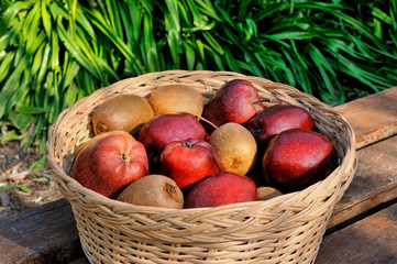 Obraz premium red apples and kiwi in basket