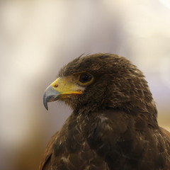 brown eagle eye