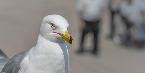 Ring-billed Gull (Larus delawarensis) pauses on a ledge.  close up of very common bird as it looks away from the camera.