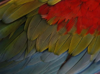 Obraz premium Scarlet Macaw feathers, colorful background texture