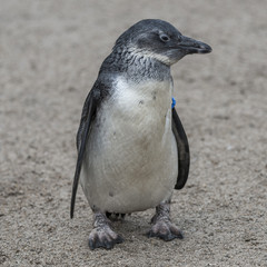 Portrait of a small african penguin at sand, Germany © neurobite