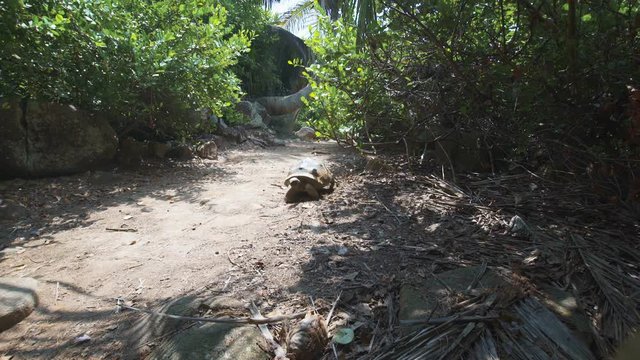 Aldabra giant tortoise in nature. wide.