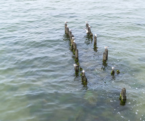 Seagulls on rotten piles