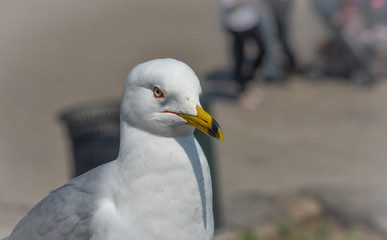 Ring-billed Gull (Larus delawarensis) pauses on a ledge.  close up of very common bird as it looks away from the camera.