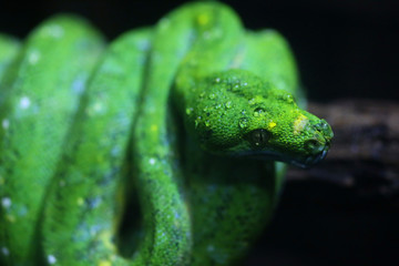 Fototapeta premium focus dew on green snake head