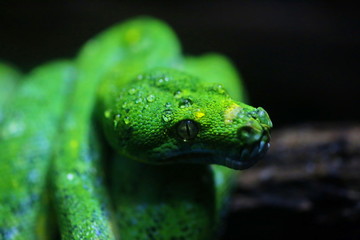 focus dew on green snake head