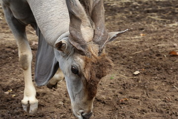 Naklejka na ściany i meble Africa eland with twist horn, animal