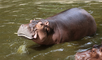 Fototapeta premium hippopotamus in water