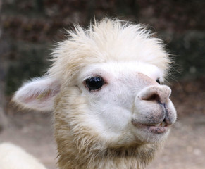 Fototapeta premium Alpaca, eye