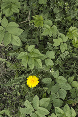 Green tropical leaves