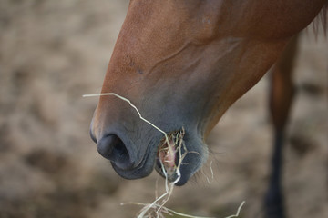 Naklejka premium brown horse