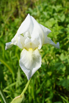 white iris close up