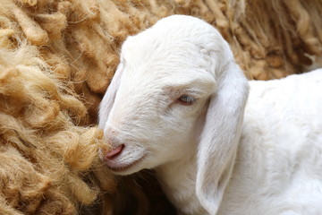 new born sheep,Abandoned new-born lamb