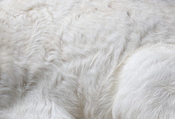 new born sheep,Abandoned new-born lamb