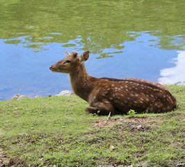 spotted deer near river