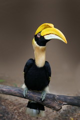 rare hornbill, Thailand