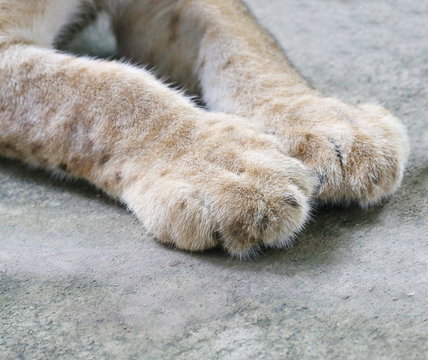 5 months lion cubs, foot
