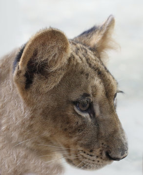 5 months lion cubs,, eye