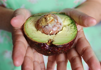 hand hold avocado