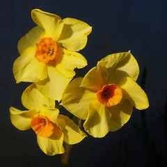 Fragrant yellow daffodils in spring