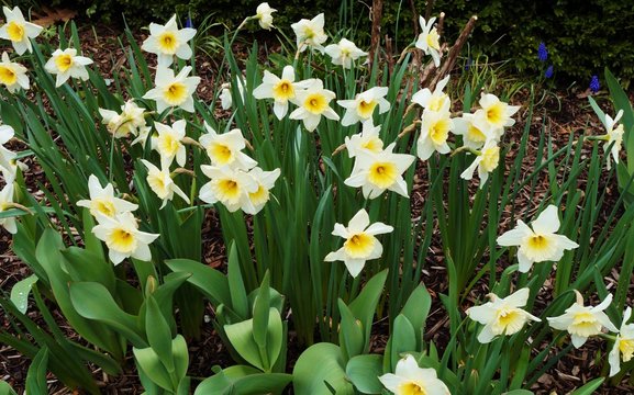 Fragrant yellow daffodils in spring