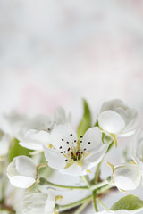 White pear blossom