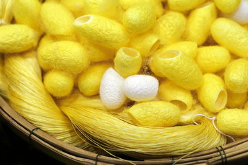 cocoon silk worm in basket