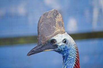 cassowary