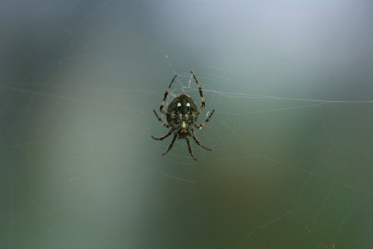 macro Spider