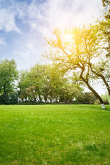 Fototapeta na wymiar The beautiful green lawn in the spring park