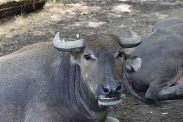 buffalo, water buffalo