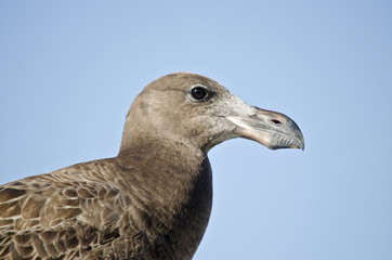 young pacific gull