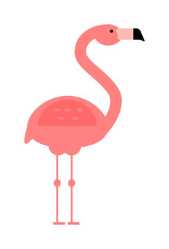 Cool pink decorative flat lovely and beauty flamingo exotic zoo animal vector illustration.