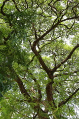 Rain tree background