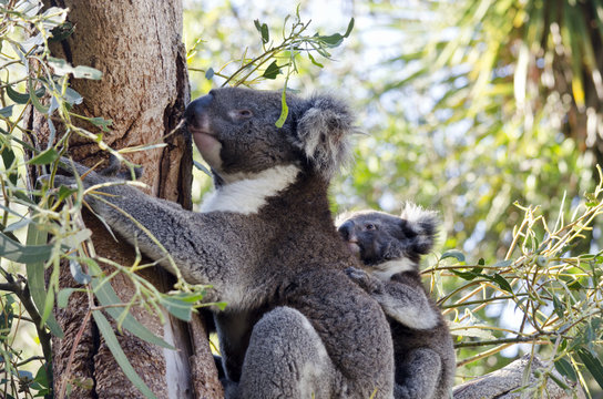 koala and her joey