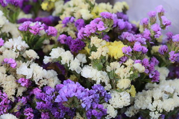 Obraz premium dry flower background