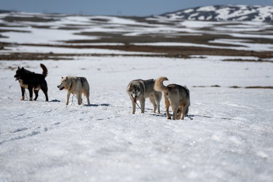 รูปภาพWolfpack – เลือกดูภาพถ่ายสต็อก เวกเตอร์ และวิดีโอ2,196 | Adobe Stock
