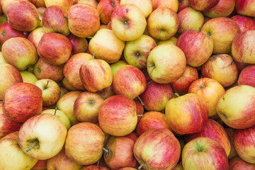 fresh red and yellow apples.  Group of apples
