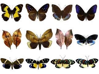Obraz premium Kolekcja pięknych tropikalnych motyli na białym tle